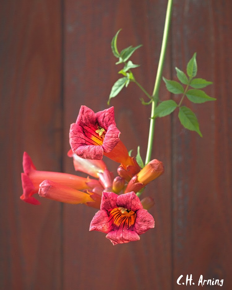 trumpet vine