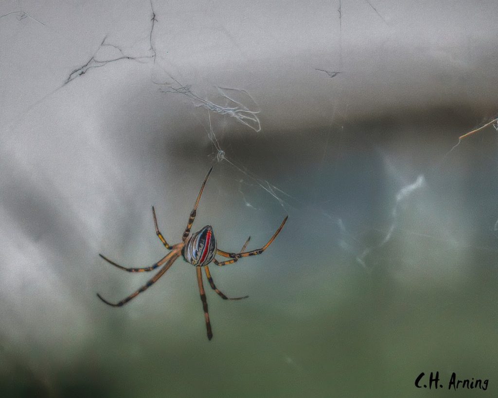 arachnid