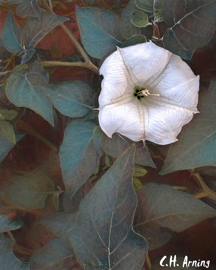 unaccompanied