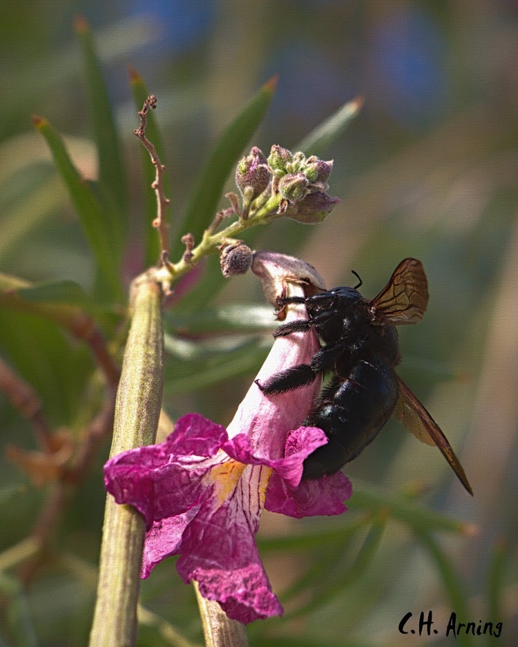 Carpenter Bee