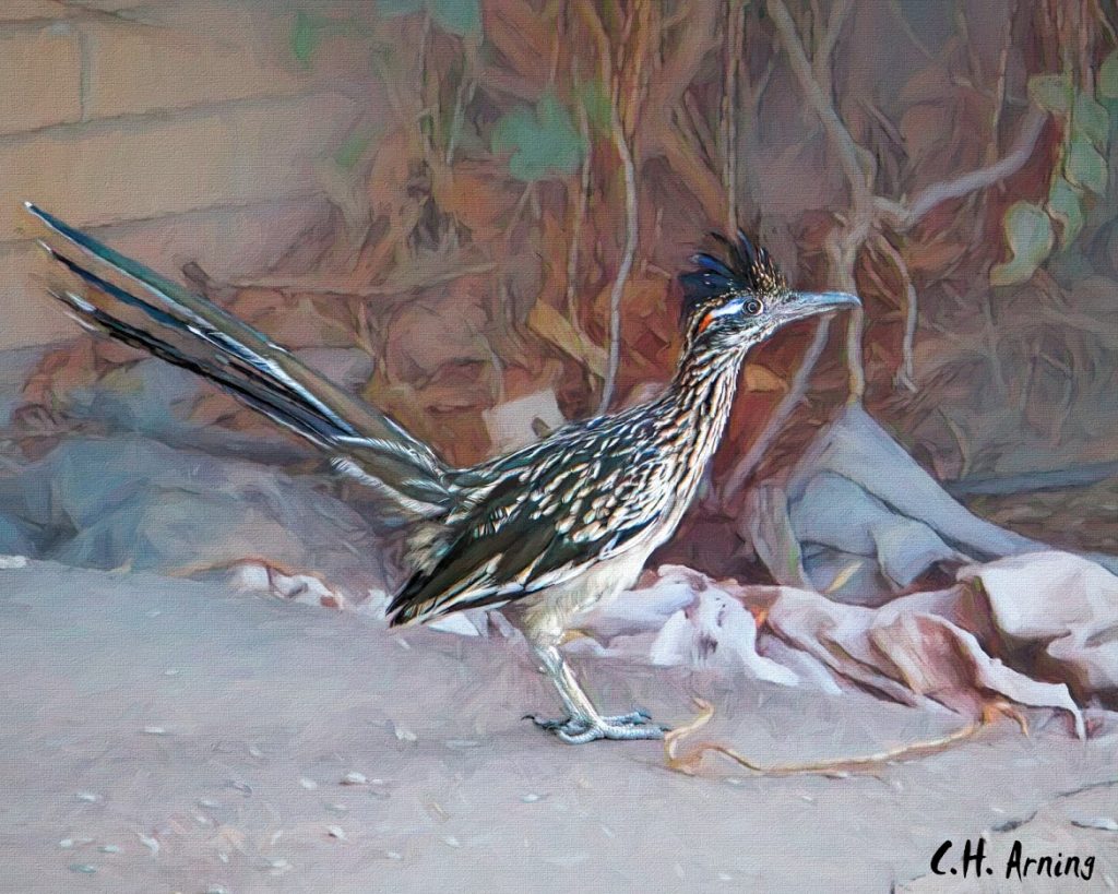 Neighborhood Bird