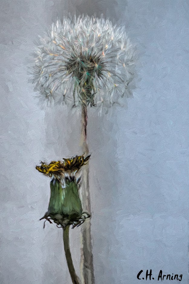 The Dandelion's Gift