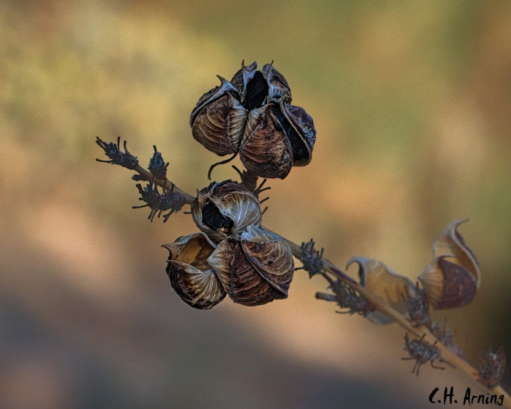 Red Hesperaloe Seed Pods