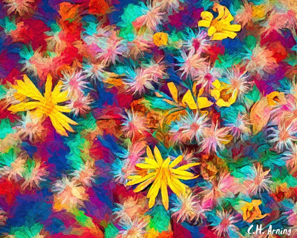 Wild Flowers