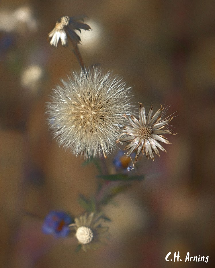 Past The Bloom