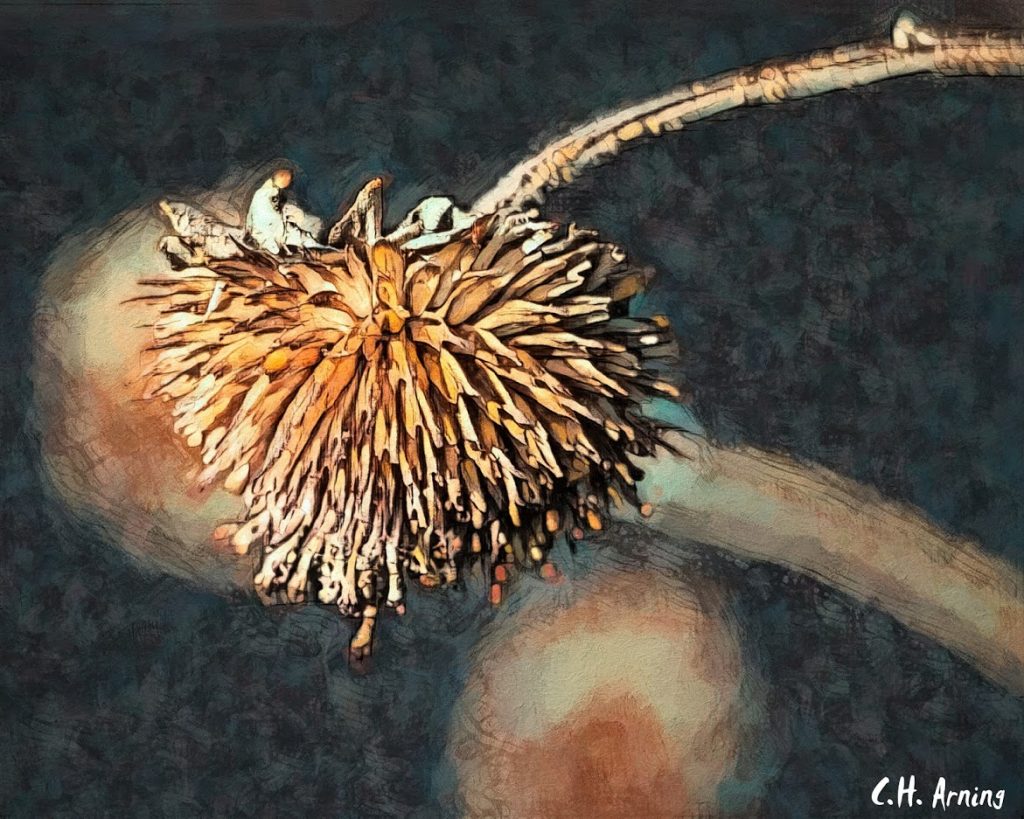Sunflower Seeds