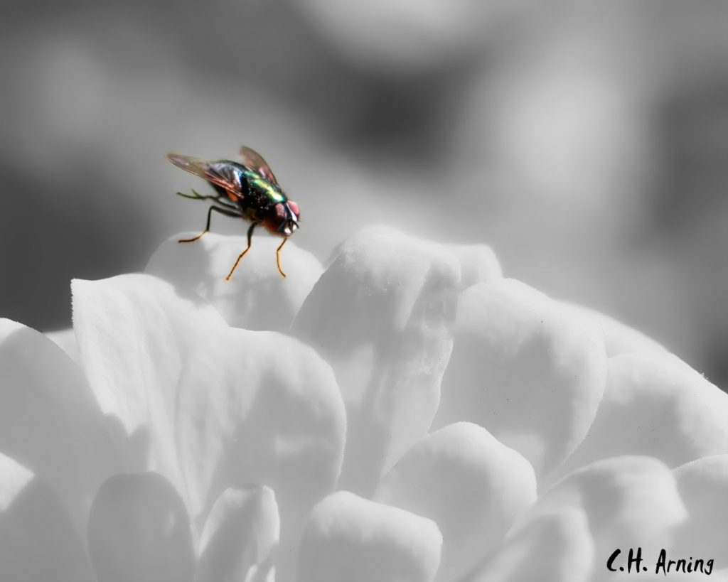 Fly on a Flower
