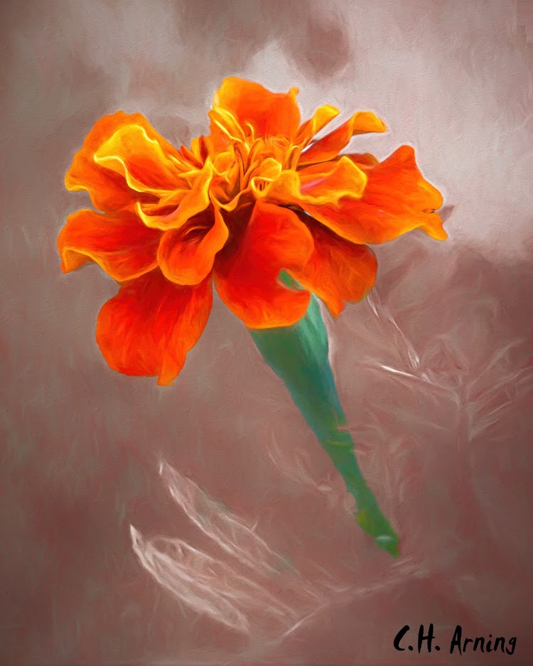 Wife's Marigold