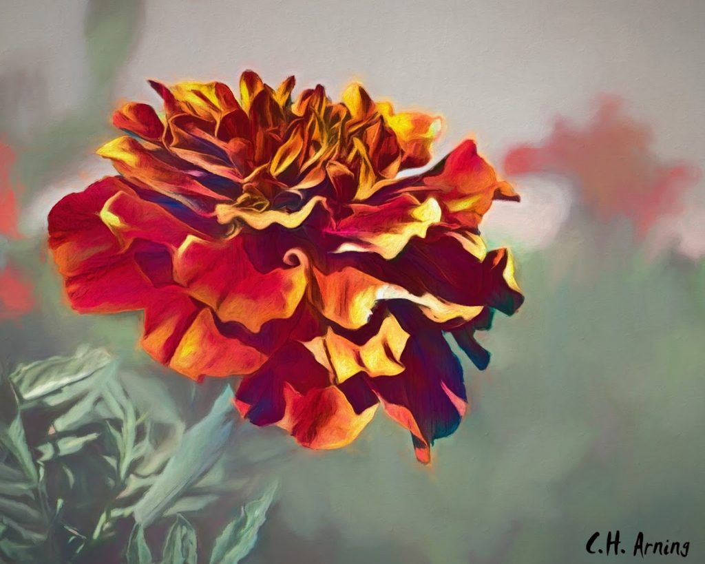 Wife's Marigold #2