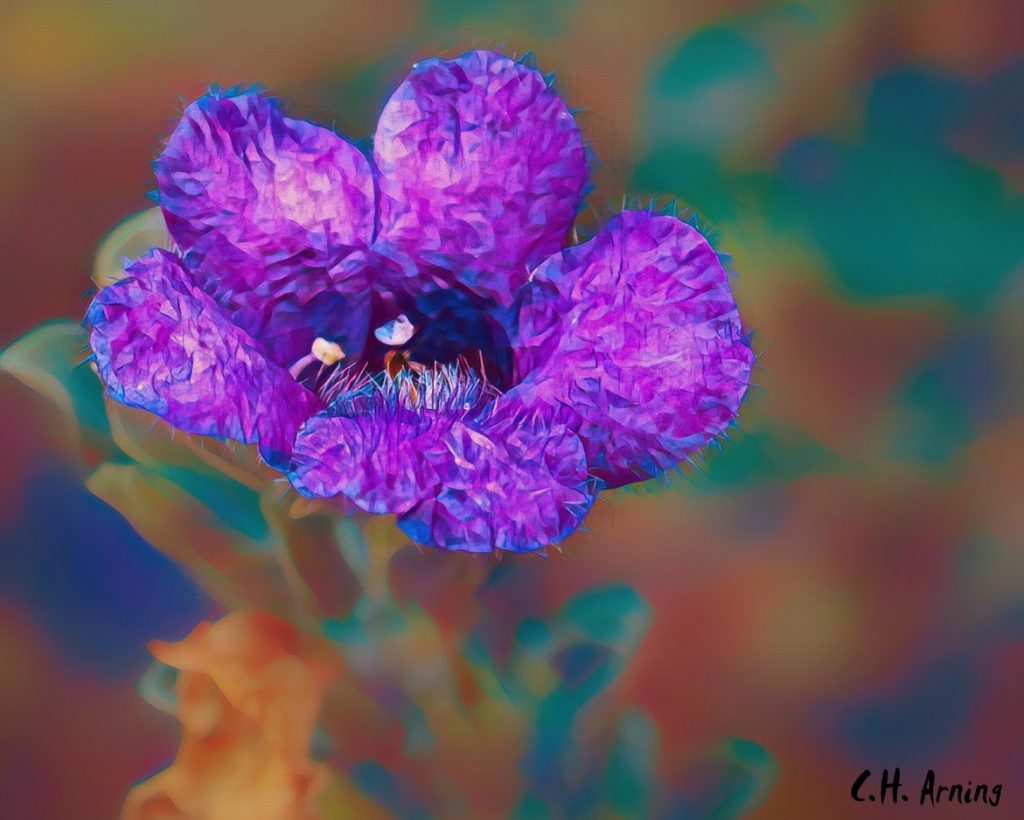 small blue blossom