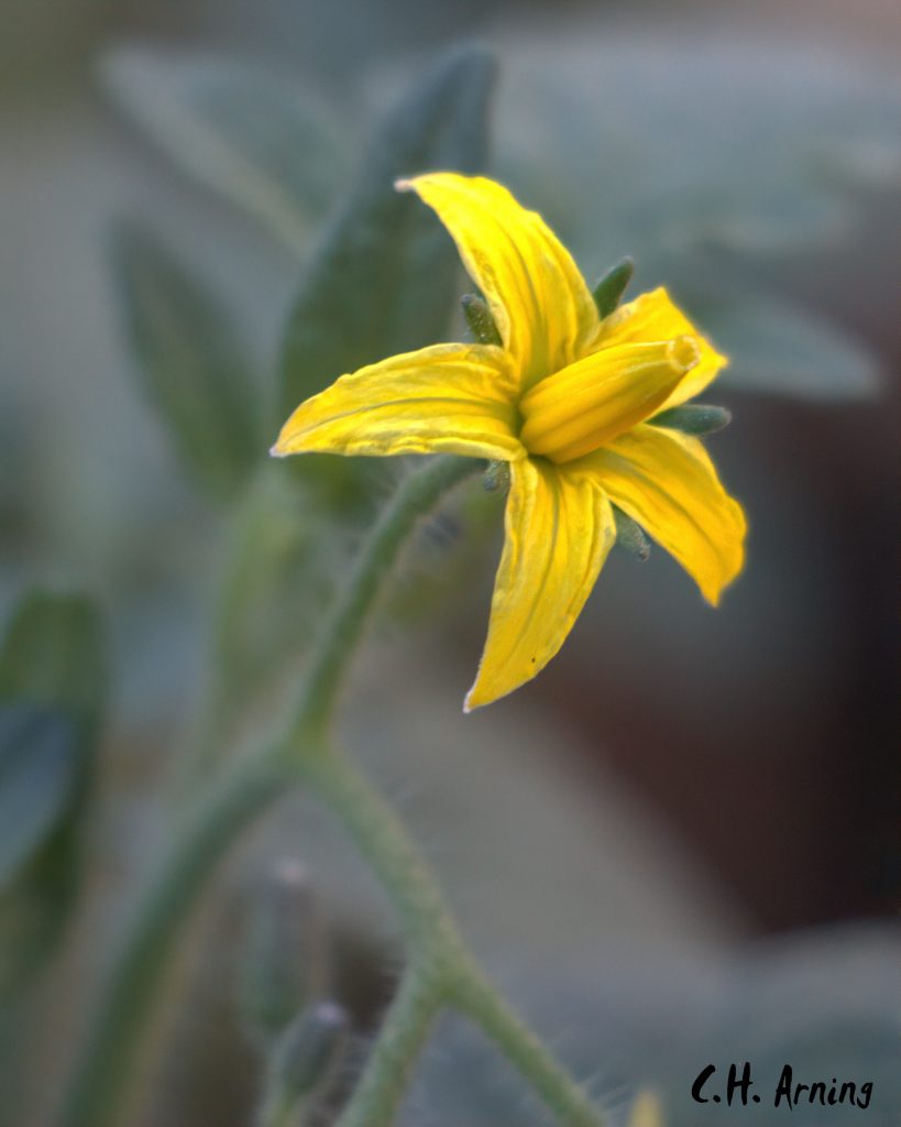tomato blossom