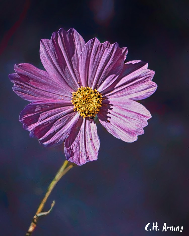 Flower Along Louisiana