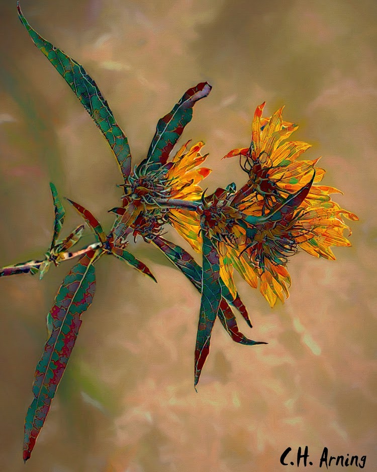 Fall Flowers