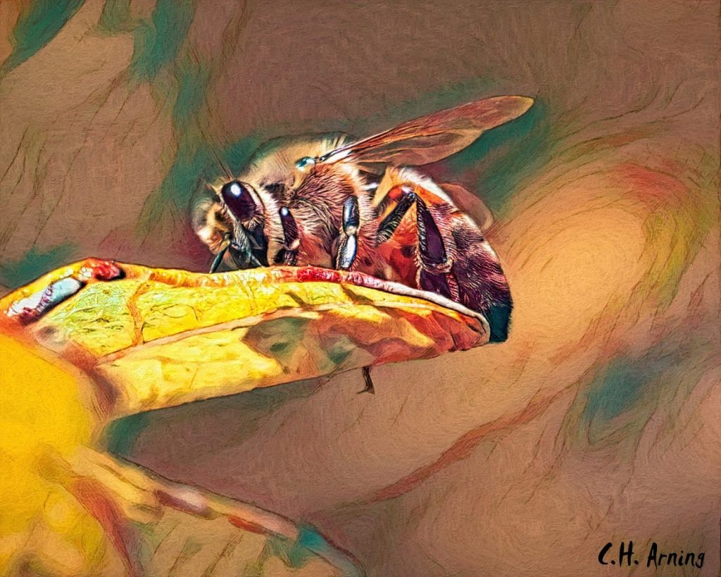 The Bee