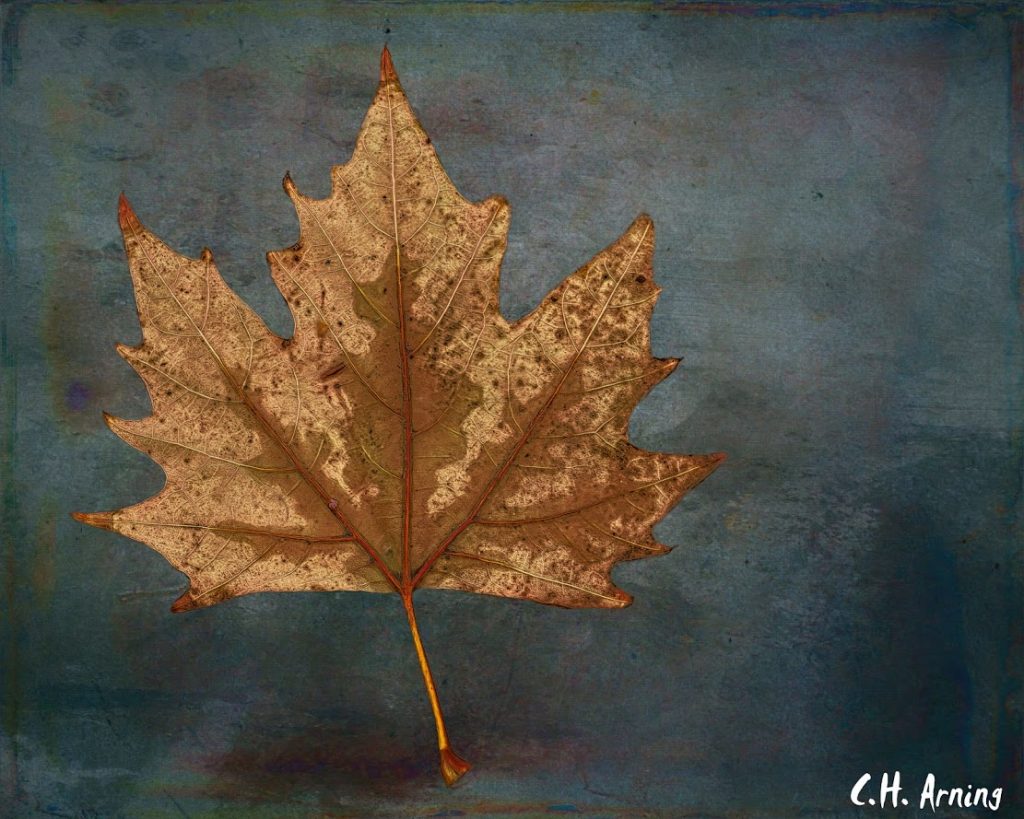 Wet Leaf