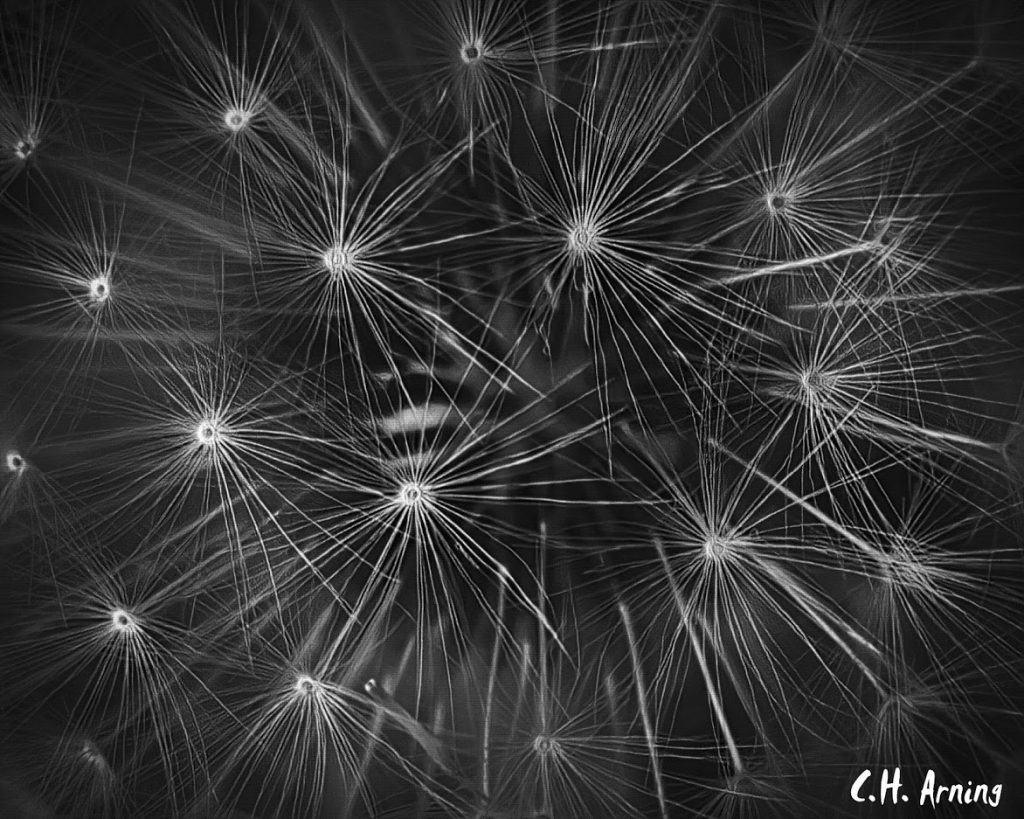 dandelion head
