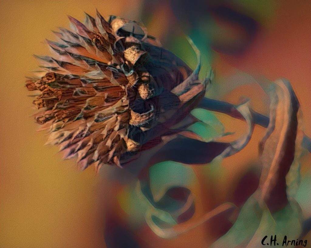 dried sunflowers