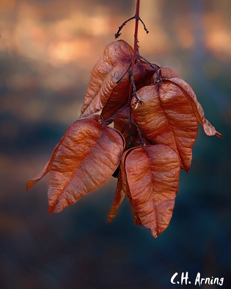 Seed Pods