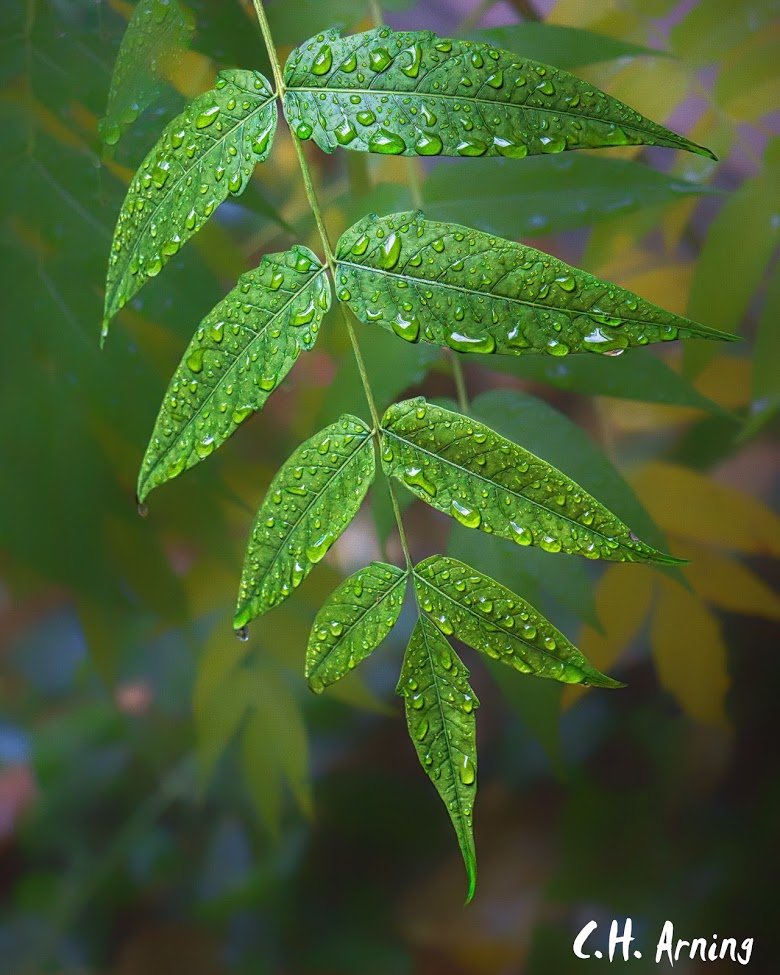 Another Rainy Day