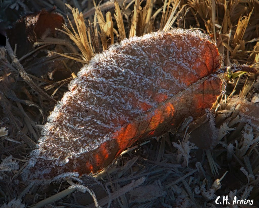 Frosted