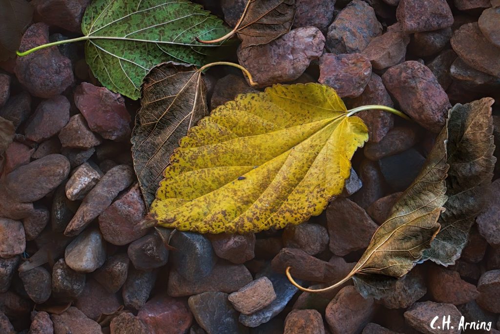 Courtyard Leaves