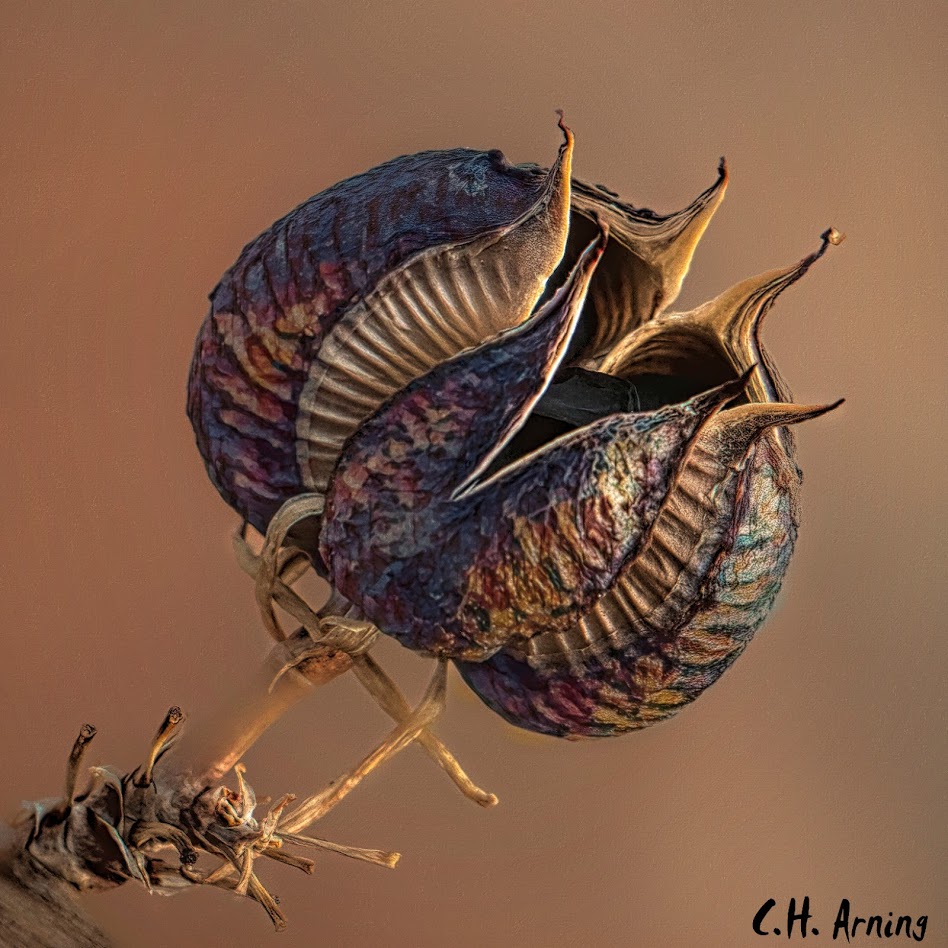 Red Hesperaloe Seedpod