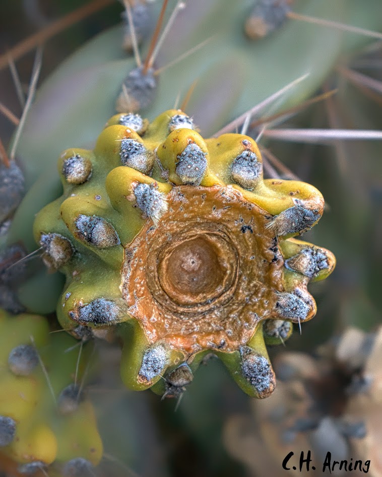 prickly pear