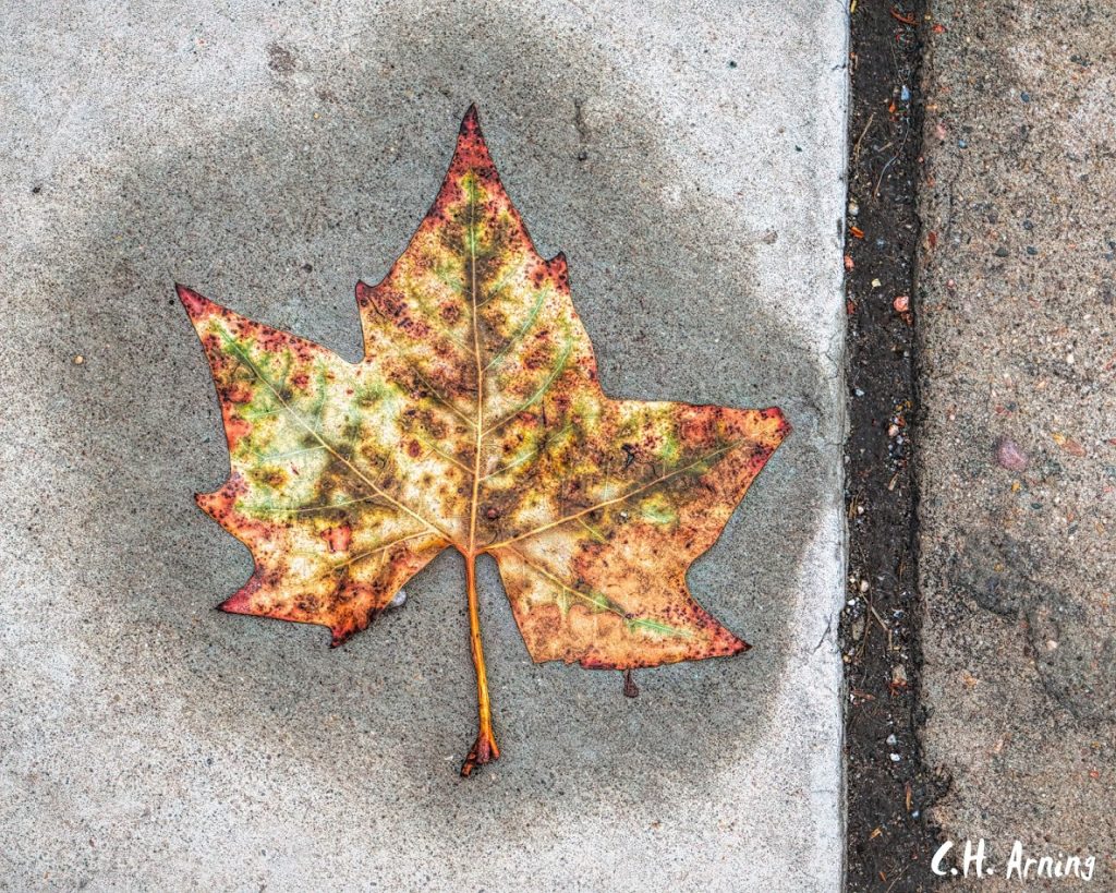 Wet Leaf