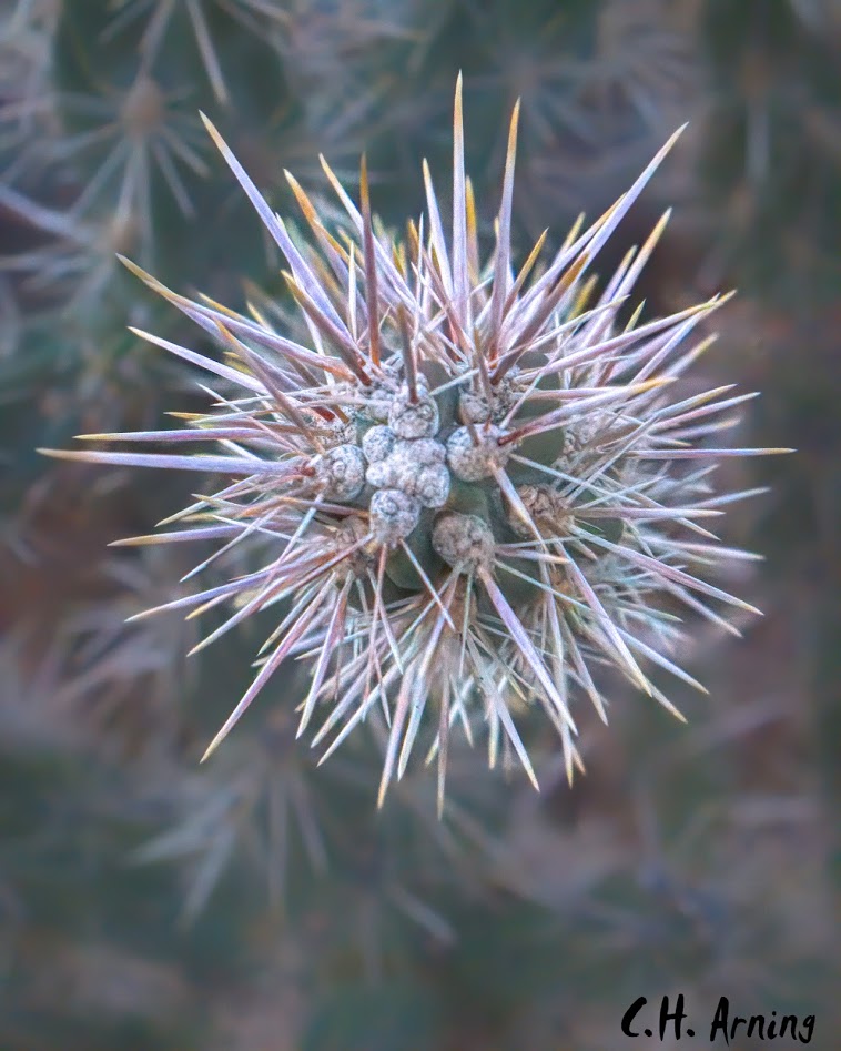 prickly