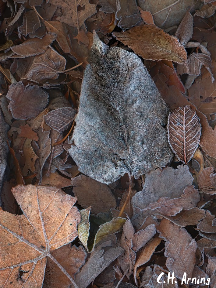Frosty Leaves