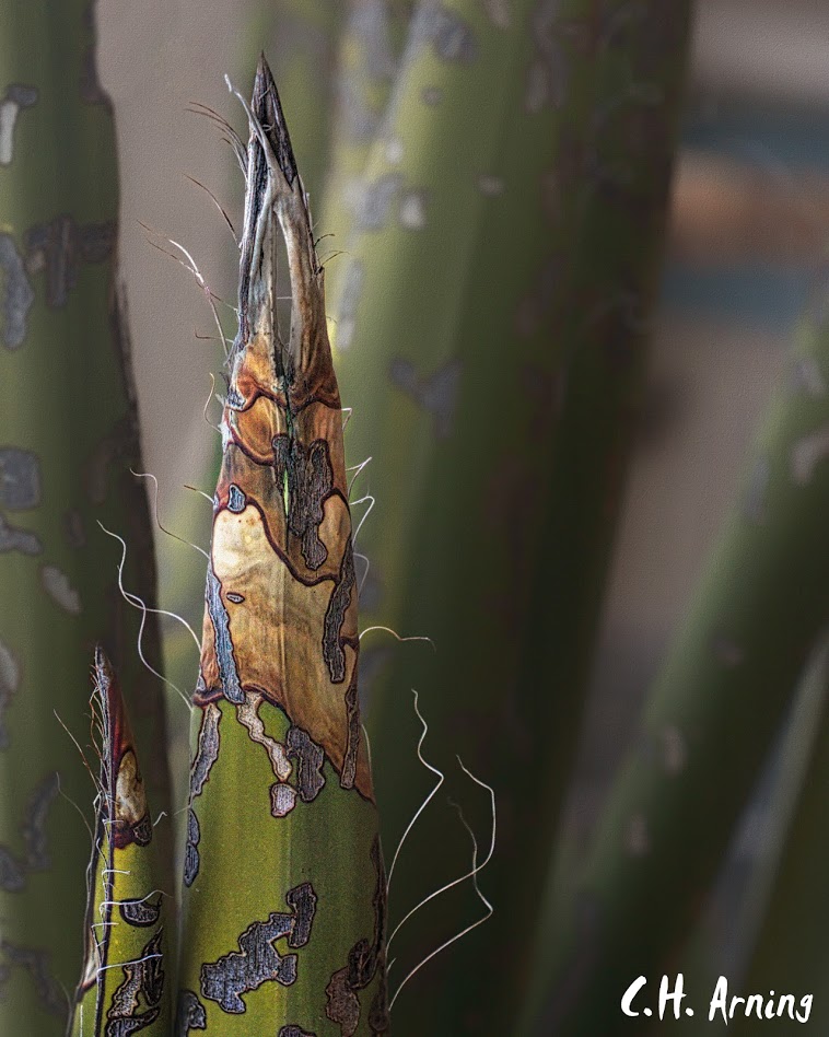 stiff pointed leaves