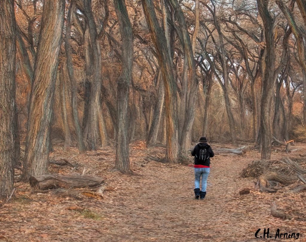 The Bosque
