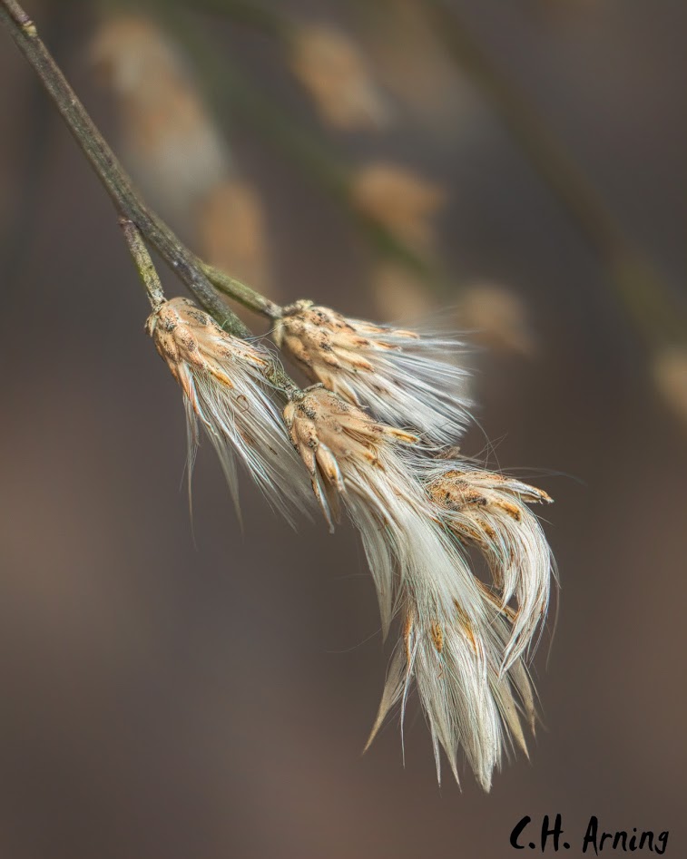 besom