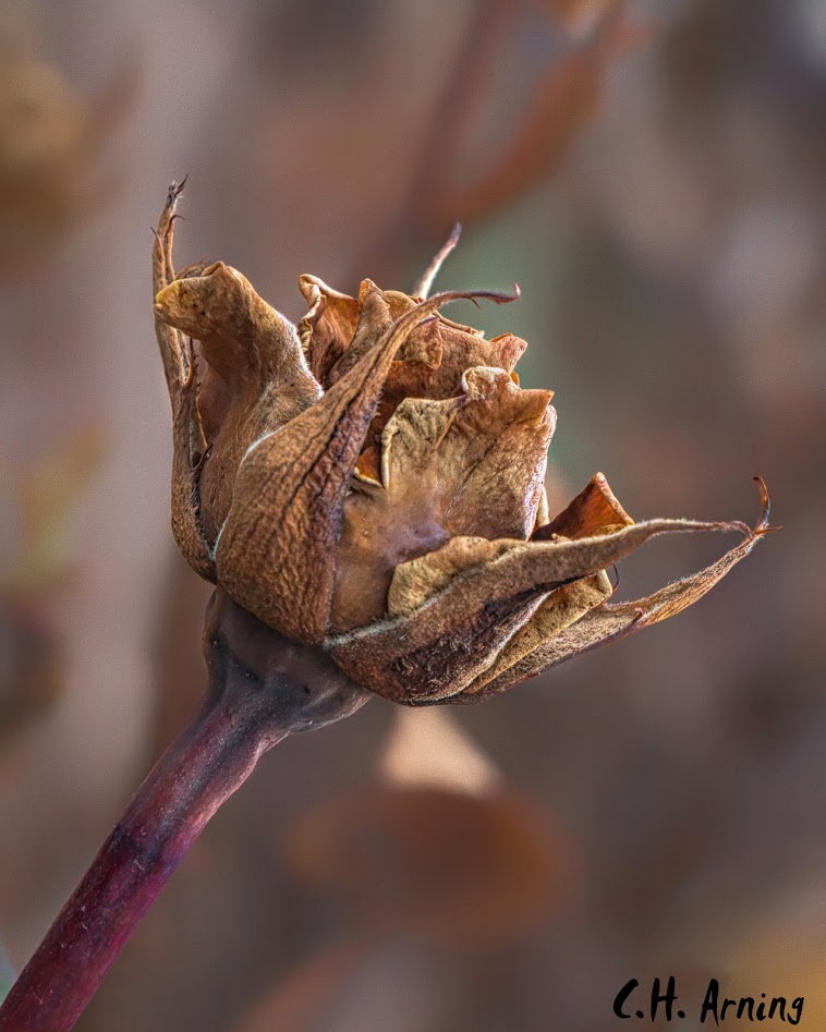 winter rose