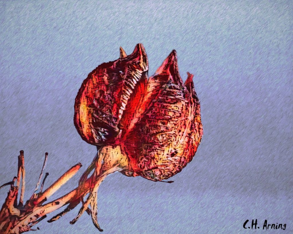 Pod