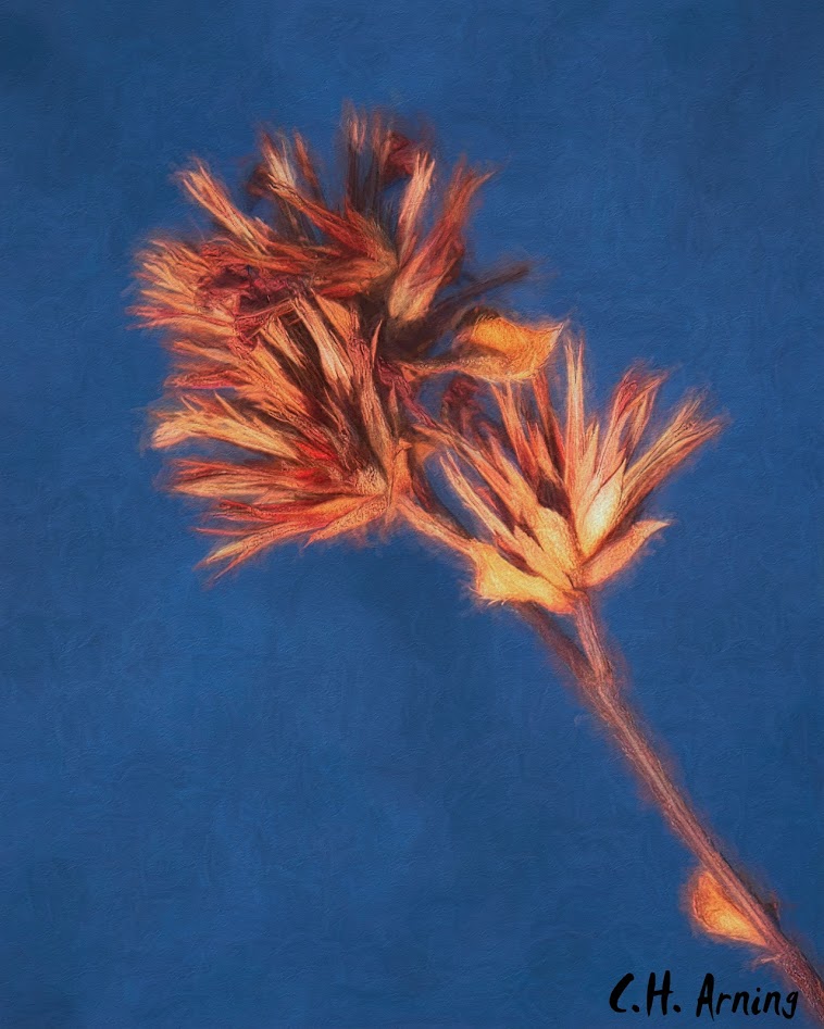 dried flower