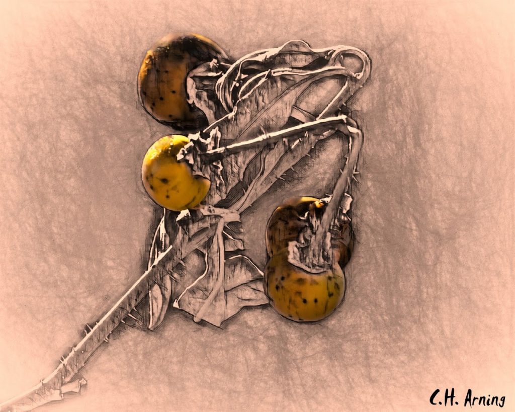inedible fruit