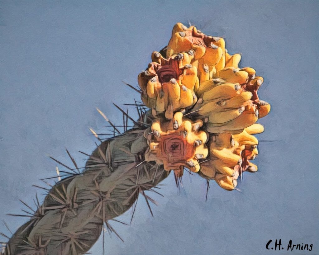 Museum cactus
