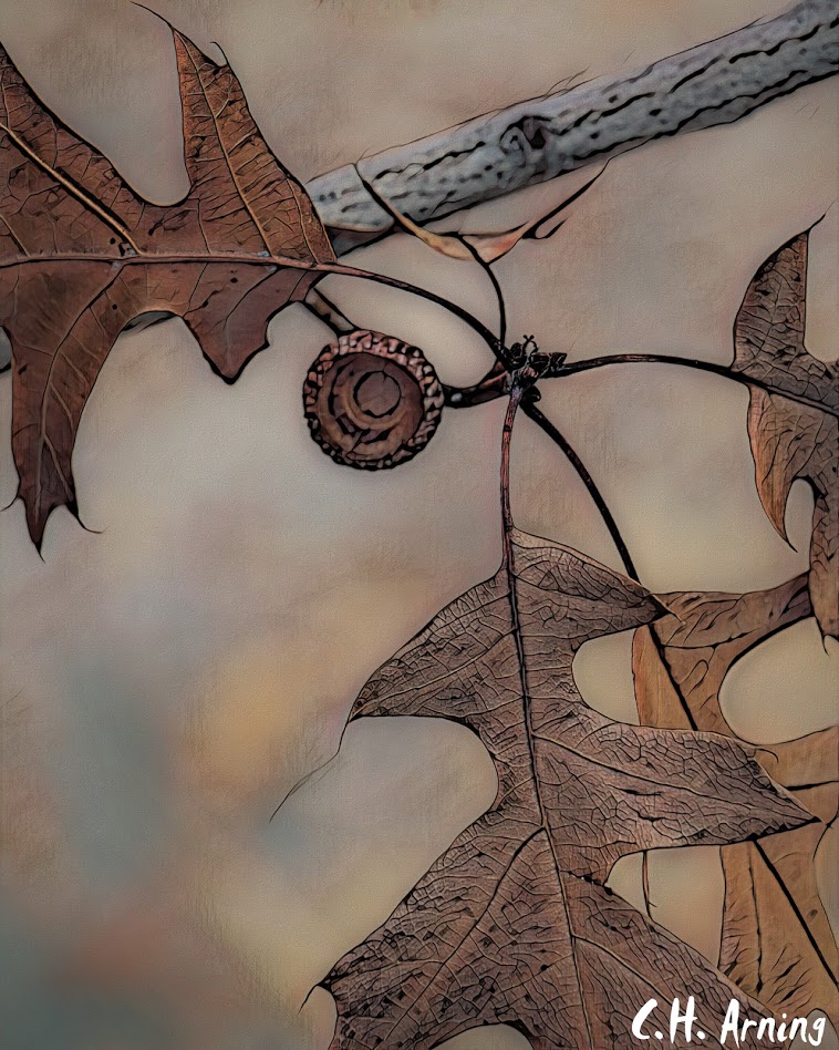acorn-less