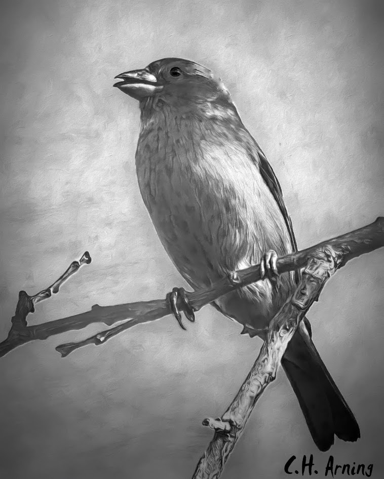 Sparrow