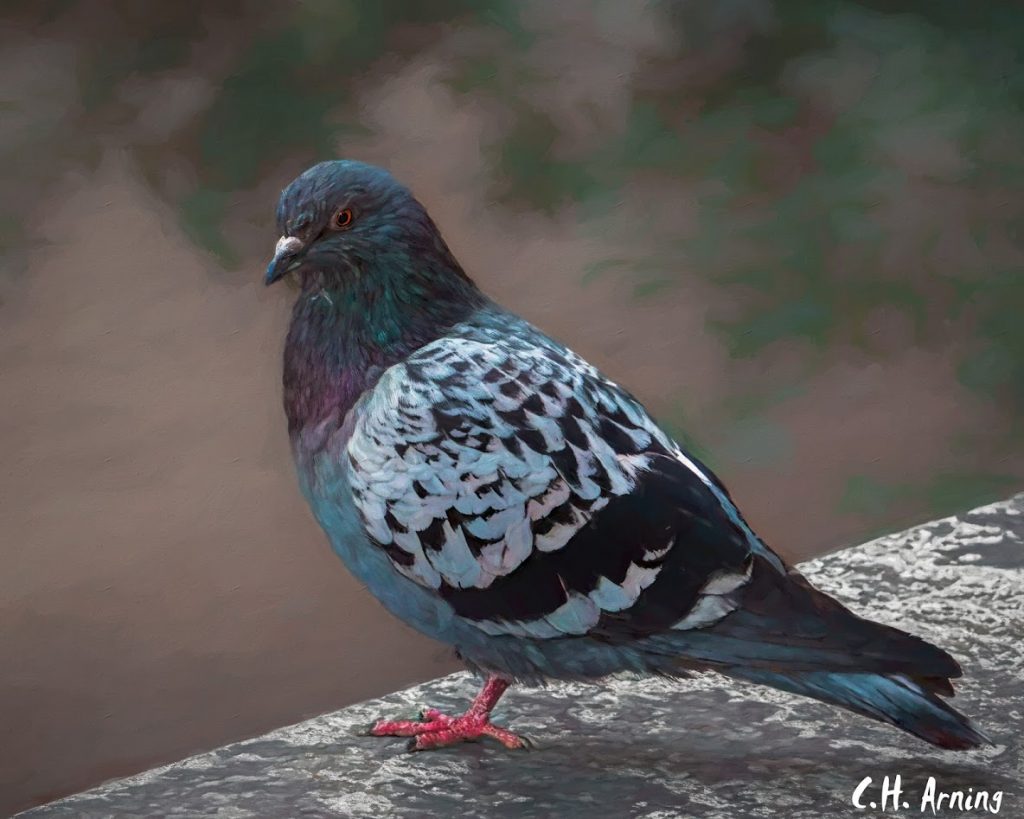the pigeon
