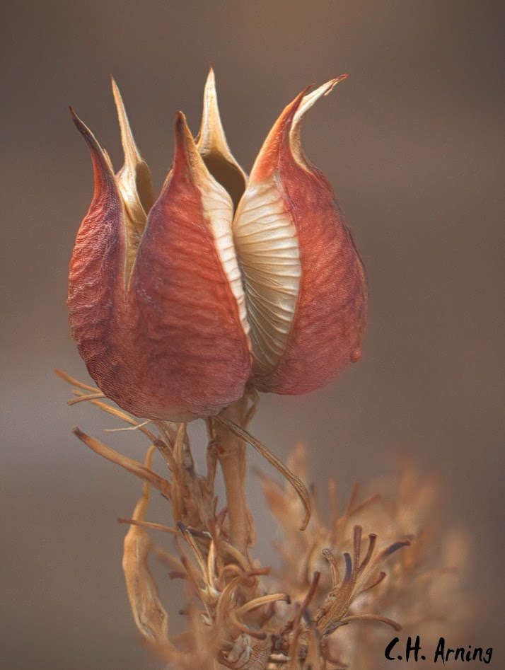 Yucca Seed Pod
