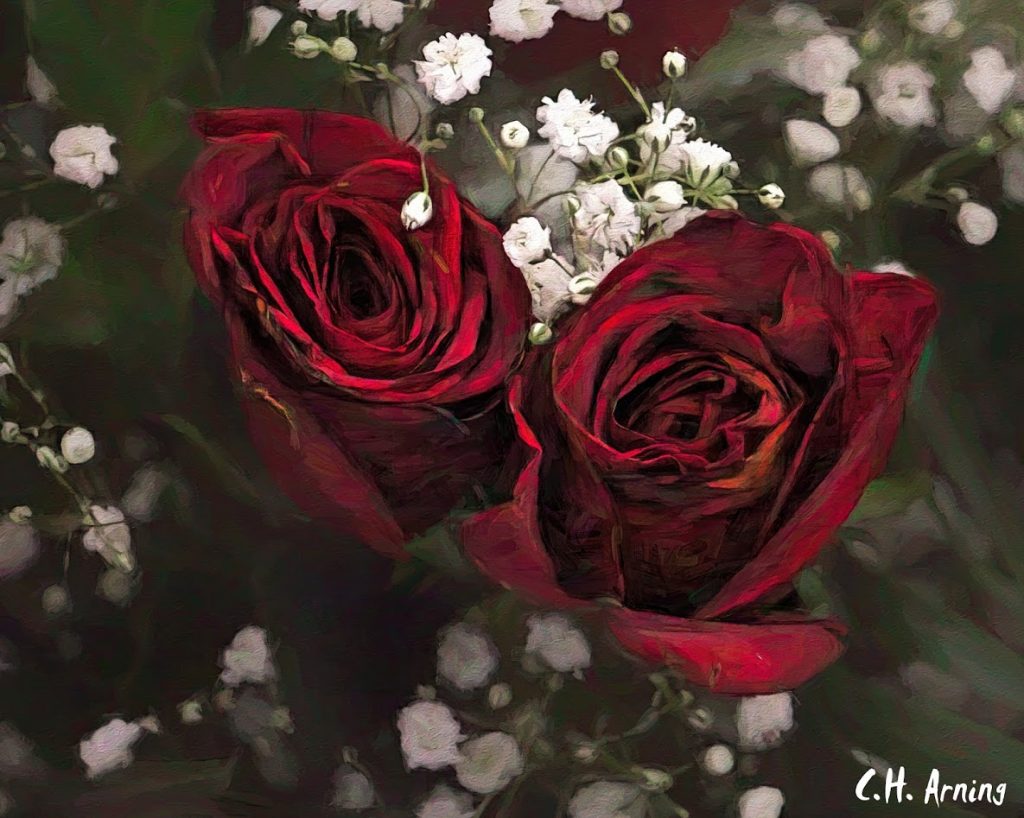 Pre-Valentine's Day Roses