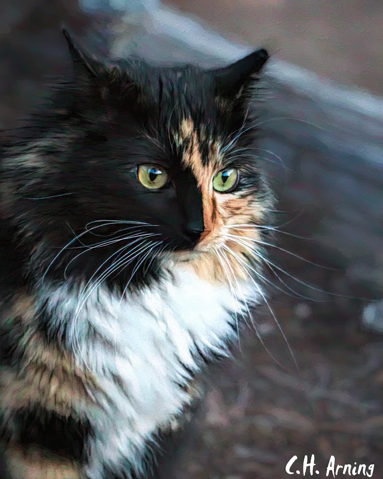 Kelly's Cat