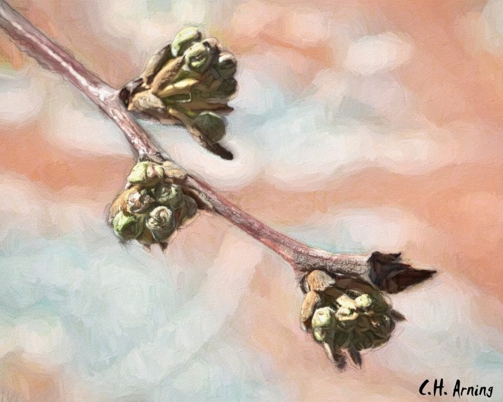 Spring is coming