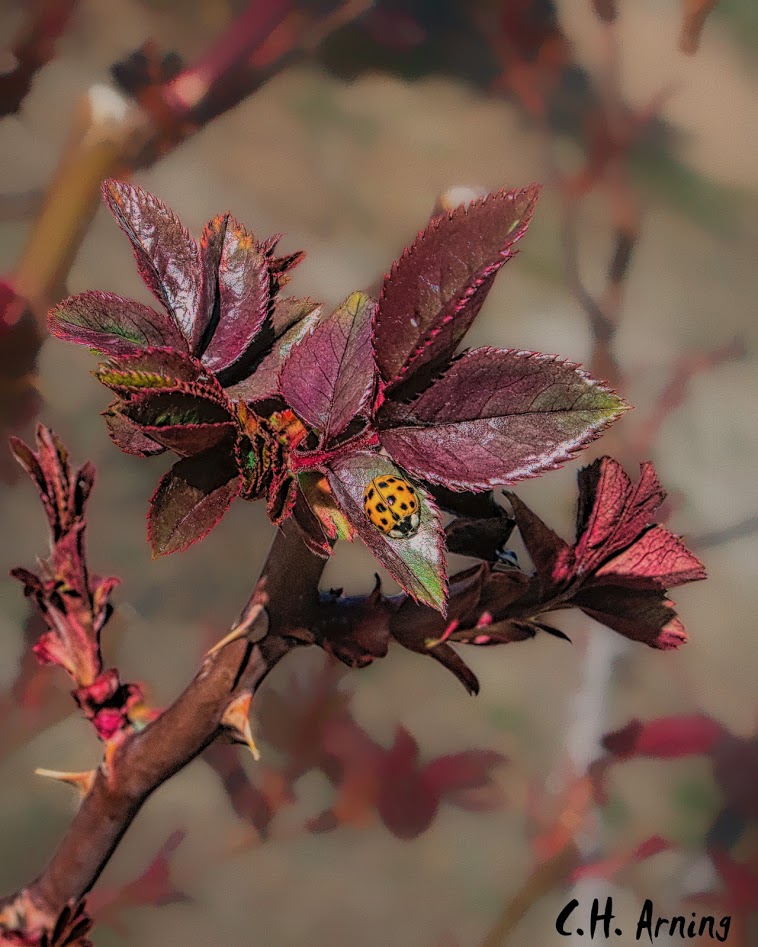 signs of spring