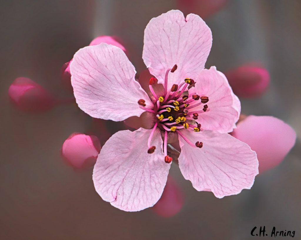 blossom