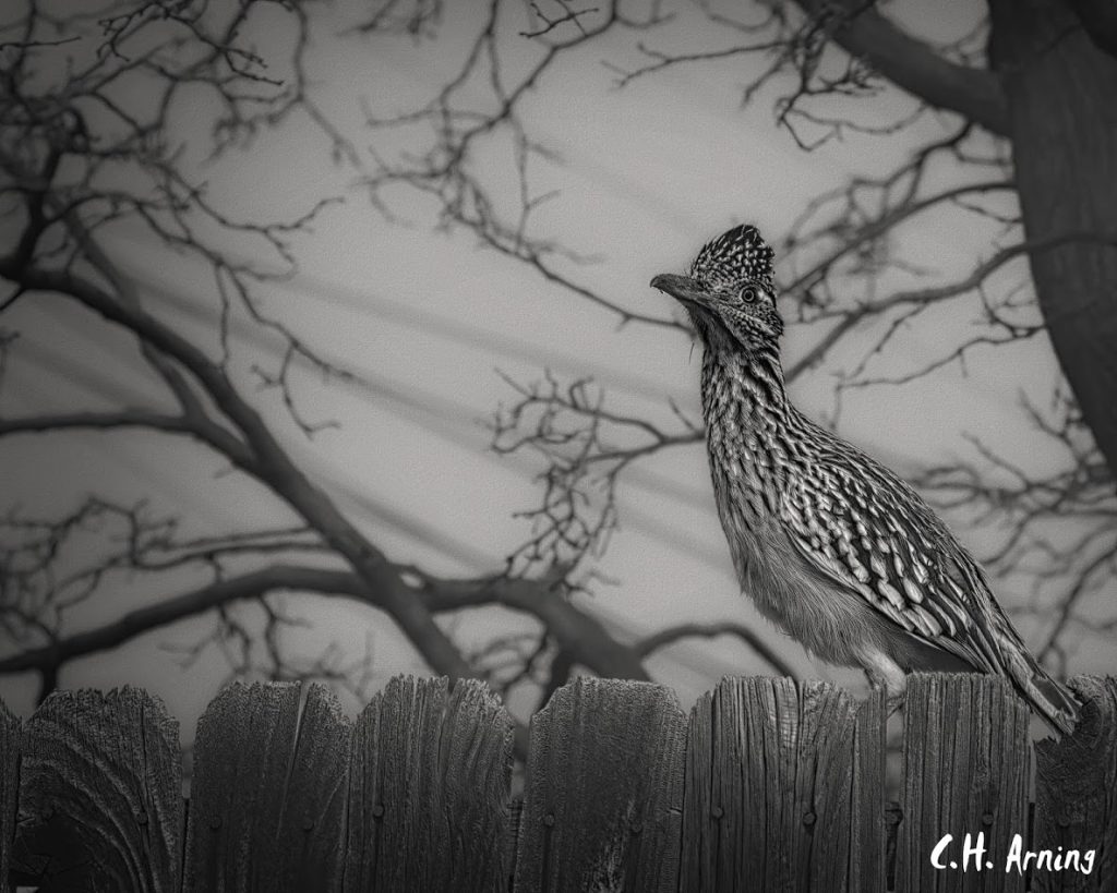 On The Fence