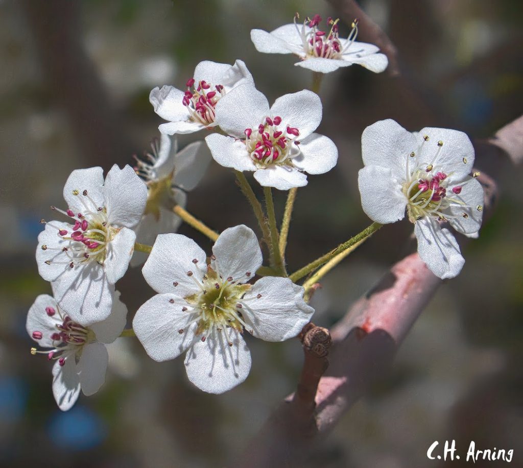 Blooming