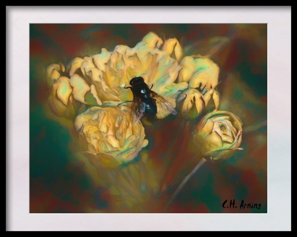flower and the fly